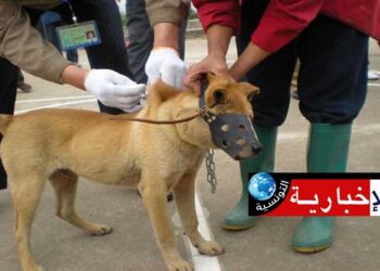 وزارة الصحة: خطوات عملية لمكافحة الأمراض المشتركة والوقاية منها