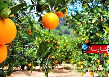 تونس : ارتفاع انتاج القوارص بنسبة 5،2 %