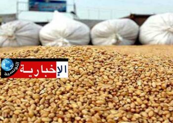 تونس تطرح مناقصة دولية لشراء علف الشعير..