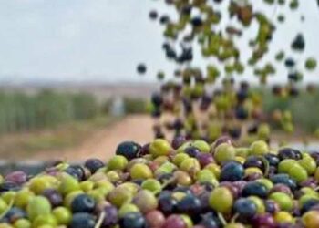 تقدم موسم جني وتحويل الزيتون بنسبة 83 بالمائة في هذه الولاية..