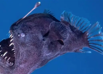 ‘سمكة الشيطان’ تظهر بالقرب من سواحل جزيرة إسبانية