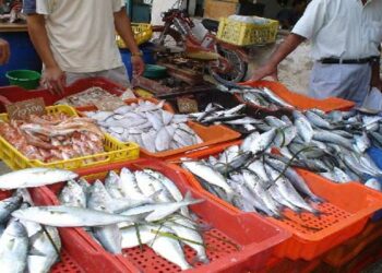 حجز كمية من الأسماك مخزّنة بوكالة شعبية في هذه الولاية!!..