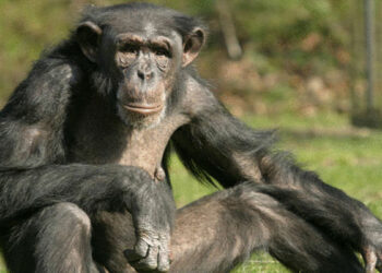 قرد يعضّ طفلا في حديقة حيوانات بسوسة والعائلة ترفع شكاية..