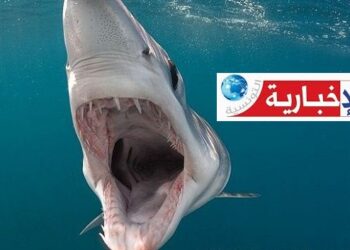 ( بالفيديو) ظهور قرش في شاطئ قمرت..