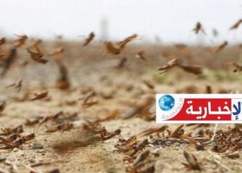 (خطير)- الجراد يدخل مناطقا جديدة في الجنوب التونسي..