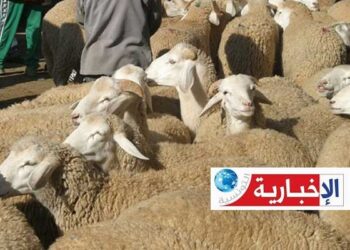 هكذا سيكون سعر “علوش” عيد الأضحى..