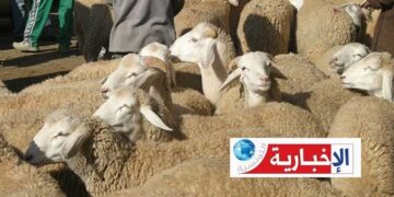 هكذا سيكون سعر “علوش” عيد الأضحى..