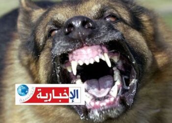 وفاة طفل الـ14 سنة بداء الكلب..