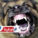 وفاة طفل الـ14 سنة بداء الكلب..