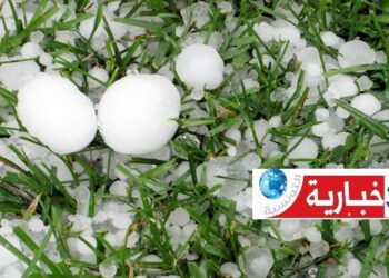 “التبروري” يلحق اضرارا بالزراعات الكبرى وأشجار الزياتين بهذه المناطق..