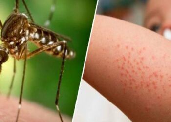 بلدية تونس تكشف خطّتها لمكافحة “الناموس”..