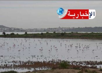 إقرار هذه الاجراءات لمداواة البعوض بسبخة السيجومي..