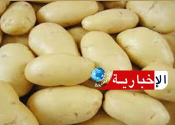 (بعد نقصها وارتفاع أسعارها)- بشرى سارة بخصوص مادة البطاطا..