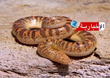 تفشّي الأفاعي السامة بهذه الولاية والأهالي يناشدون التدخّل..