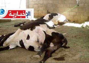 نفوق عدد من الأبقار ببنزرت..وممثّل نقابة الفلاحين بالجهة يكشف ويُوضّح..
