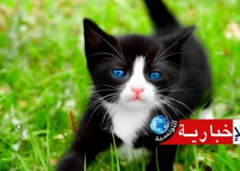 تحذير هام لمحبي القطط..