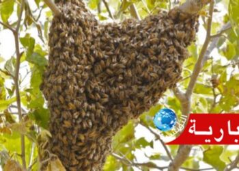 صادم بهذه الجهة: رفضته فأطلق النحل في حفل زفافها!!