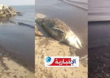 تلوث شاطئ حمام الانف ونفوق دلفين: باحثة في علوم البحار تكشف..