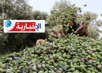 ظهور تعفن الجذور وأعراض حشرة “سيسيدومي” في بعض غراسات الزياتين بهذه الولاية..