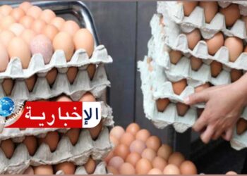 غرفة تجار الدواجن تدعُو وزارة التجارة للتدخّل لضبط هوامش الربح بالنسبة للبيض..