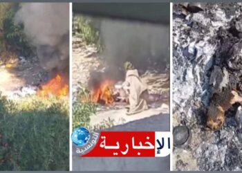 (تم توثيق جريمتها بالفيديو)- القبض على امرأة تحرق القطط..