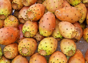 تسجيل تراجع في صابة “الهندي” الأملس..