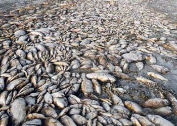 هيئة السلامة الصحية للمنتجات الغذائية تحذر من خطورة استهلاك هذه الأسماك..