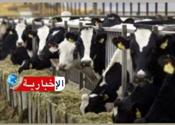 (خطير!!)-تسجيل عشرات البؤر لمرض اللسان الأزرق..