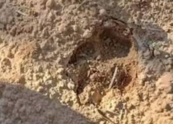 هذه آخر مستجدات عمليات البحث عن الحيوان المفترس في قابس..