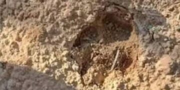 هذه آخر مستجدات عمليات البحث عن الحيوان المفترس في قابس..