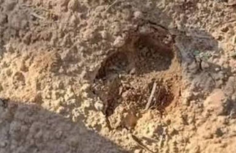 هذه آخر مستجدات عمليات البحث عن الحيوان المفترس في قابس..