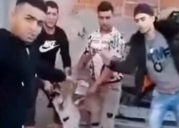 (فيديو مفزع هز التونسيين)- شبان يعذبون كلبا ويذبحونه..وهذه العقوبة التي تنتظرهم وفق القانون..