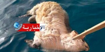 العثور على خرفان نافقة بشاطئ سليمان.. !!