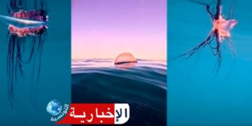 (ارتفعت أعداد الحريقة وظهرت باكرا في السواحل التونسية)-أخصائية تكشف..