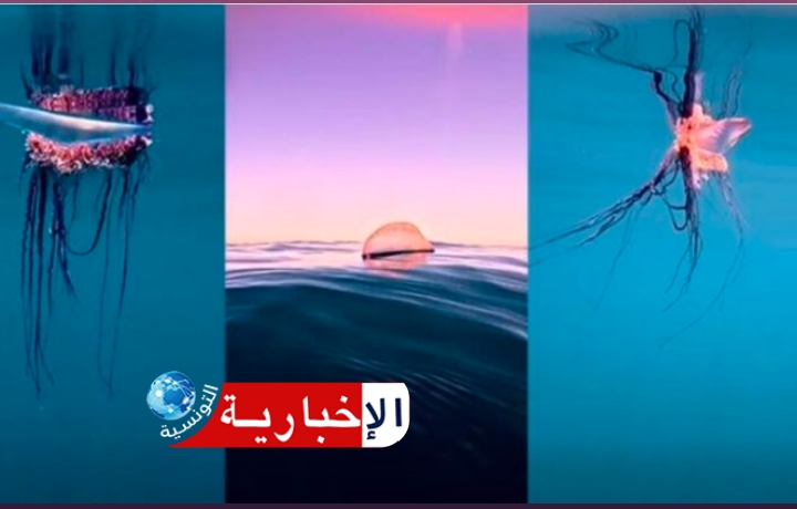 (ارتفعت أعداد الحريقة وظهرت باكرا في السواحل التونسية)-أخصائية تكشف..