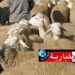 (هل تصل أَضحية العيد لـ” زوز ملايين” هذه السنة ؟)-رئيس النقابة التونسية للفلاحين يجيب…