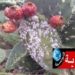 الحشرة القرمزية تهدد عاملات الفلاحة ..