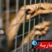 تفشي أمراض جرثومية معدية في السجون..