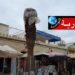 انتشار سوس النخيل في نابل.. عضو المجلس المحلي للتنمية يحذر
