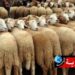 ستضطر للتزوّد من ولايات أخرى: عدد الأضاحي بهذه الولاية لا يلبّي حاجياتها