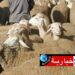 (بشرى سارة)- مبادرة بهذه المنطقة لتخفيض أسعار أضاحي العيد..