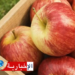 (رغم تراجعه بسبب الجليدة)-القصرين الأولى وطنيا في إنتاج التفاح..