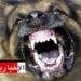 تركيز وحدة تصدي ومكافحة لداء الكلب بقسم الاستعجالي بمعهد القصاب