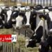 بعد تسجيل اول إصابة: تونس تعد لشراء لقاح مرض الجلدي العقدي لدى الأبقار