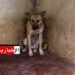 46 حيوانا مصاب بداء الكلب في هذه الولاية..