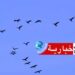 4 أصناف من الطيور في تونس مهدّدة بالانقراض