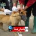 وزير الصحة يؤكد على ضرورة برمجة إعادة تصنيع لقاح داء الكلب