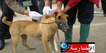 وزارة الفلاحة تفجرها وتكشف: “277 بؤرة بداء الكلب والوضعية حرجة”..