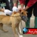 وزارة الفلاحة تفجرها وتكشف: “277 بؤرة بداء الكلب والوضعية حرجة”..