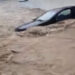 (أعلاها 147 مم بهذه الجهة)- كميات الأمطار المسجلة خلال 24 ساعة..